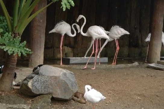 Экскурсия в зоопарк Авилон - Манила