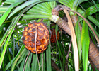 Хайнань Парк кокосовой пальмы