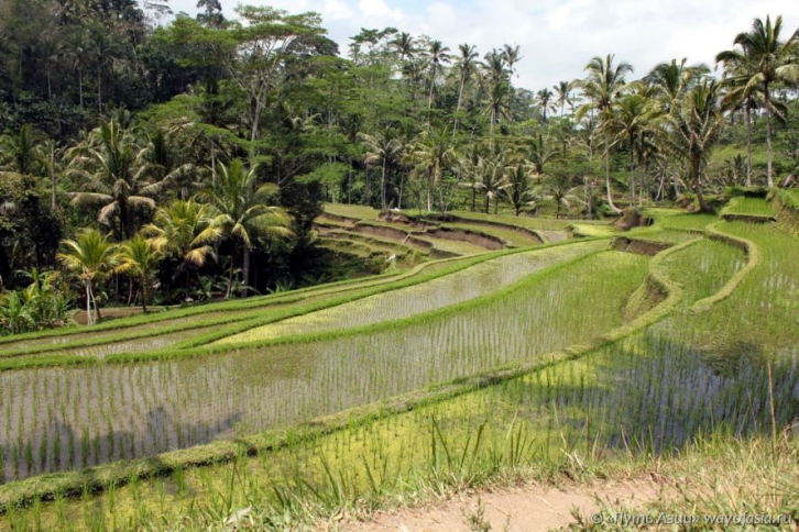 Бали - рисовые плантации