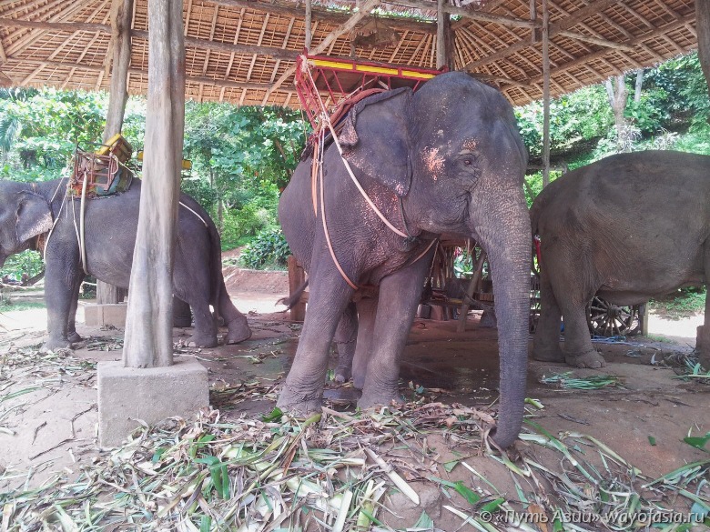Паттайя – слоны на ферме