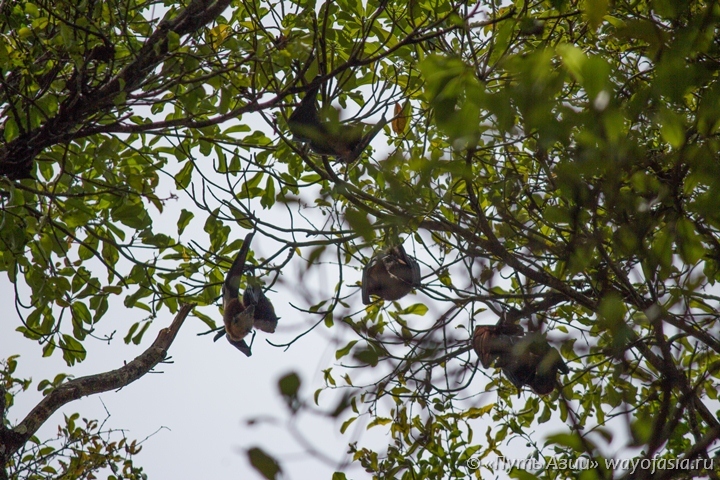 Летающие лисицы на острове Тачай (Симиланские острова)