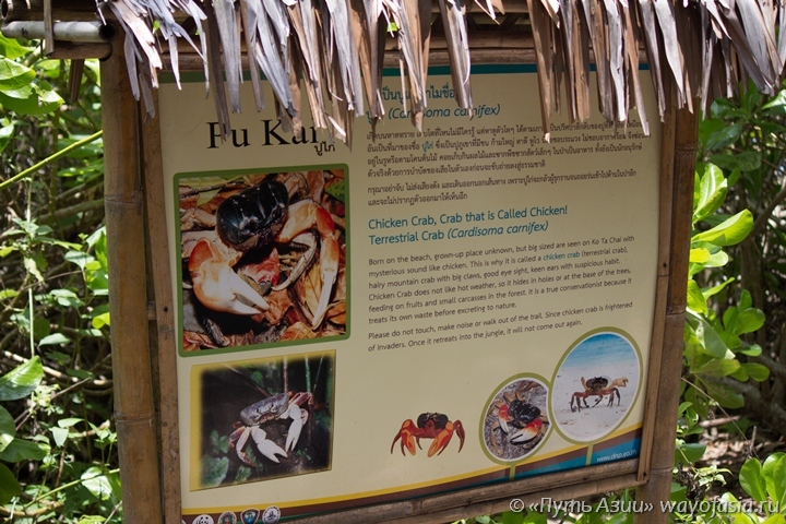 Стенд с информацией о чикен крабе на острове Тачай (Симиланские острова)