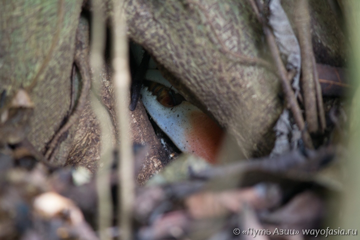 Клешня чикен краба, обитающего на острове Тачай (Симиланские острова)