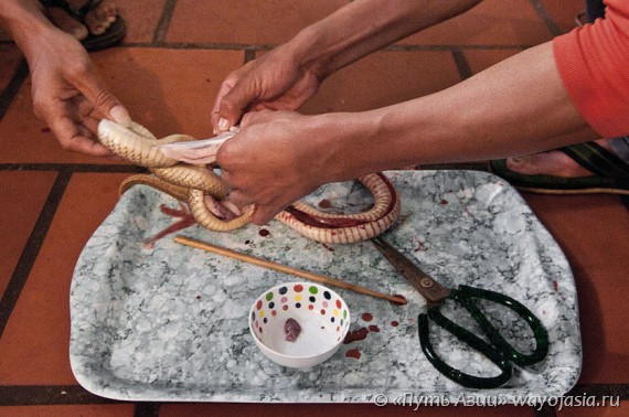 Приготовление змеи